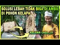 cara ampuh memindahkan lebah dari pohon kelapa ke kotak budidaya 100% berhasil