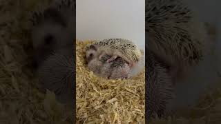 ハリネズミ　パイド　おっぱい　授乳中　お母さんがんばれ👍　#hedgehog  #hedgehogbaby