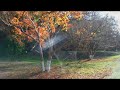 紅葉の森　フィナーレ　③　福智山ろく花公園　福岡県直方市永満寺