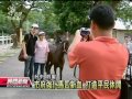 20120911 公視晚間新聞 后里馬場再轉型 盼重現昔日風光