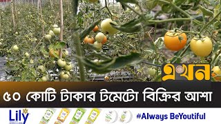 ব্রাহ্মণবাড়িয়ায় গ্রীষ্মকালীন টমেটোর দারুণ ফলন | Tomato Business | Brahmanbaria | Ekhon TV