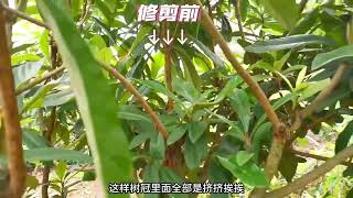 不结果的枇杷树如何修剪？修剪前和修剪后的区别#种植小技巧