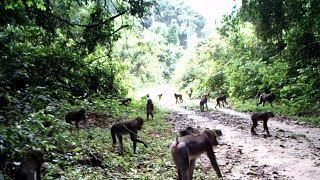 A large horde of mandrills in the Gabon jungle: 300 individuals! Incredible!