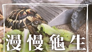 漫 慢 龜 生｜EP162｜赫曼陸龜「小西瓜」日常｜陸龜｜Testudo hermanni