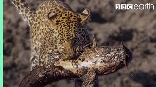 Leopard Learns How to Catch a Fish | BBC Earth