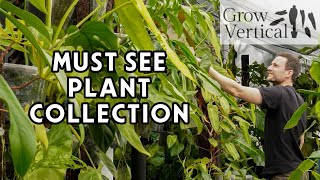 AMAZING PHILODENDRON COLLECTION - a tour of the Grow Vertical Greenhouse