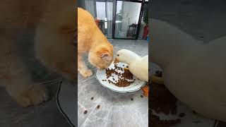 When you have a duck and a cat,be like……#cat #duck #funnyvideo #pet #petlover  #friends #funny #fyp