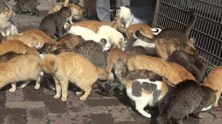 猫たちは空腹でした All cats are hungry ♯２５８６　お腹を空かせていた猫たち The cats are hungry