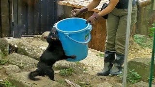 飼育員さんを追いかけるタスマニアデビル（多摩動物公園）Tasmanian devil \u0026 Zoo Keeper