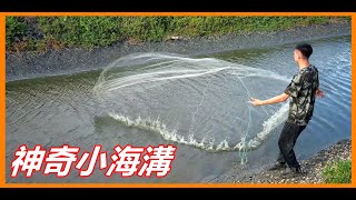 【吳小珍】記憶中的漂漂亮亮魚…! 又來到了神奇小海溝。(八卦網、手拋網、CAST NET 蝦網 海水大肚魚 鬥魚…)