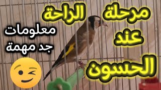 مرحلة الراحة عند الحسون | معلومات تهم كل مربي | #الحسون #طيور #birds #nature