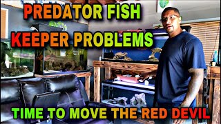My RED DEVIL has to be put BACK into the 240 GALLON AQUARIUM!!
