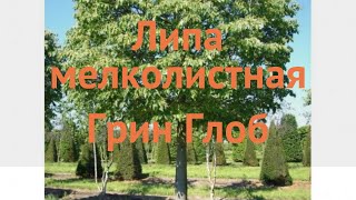 Липа мелколистная Грин Глоб (tilia cordata) 🌿 Грин Глоб обзор: как сажать, саженцы липы Грин Глоб