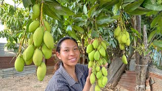 ហូបម្ជូរ ជាមួយប្រហុកឆៅ Chhom Sreypach - ឆម ស្រីផាច