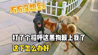 吸狗体质别轻易招惹狗，这黑狗赖上我赶也赶不走，这下怎么办好  ｜流浪生活 ｜樂浪星