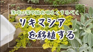 [ガーデニング]リシマキアを移植する