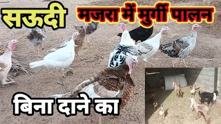 सऊदी मजरा में मुर्गी कैसे पालते है बिना दाने का| saudi majra me murgi paalan|saudi majra