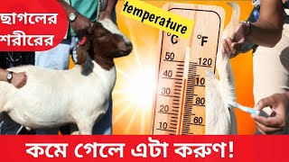 ছাগলের temperature কমে গেলে তার লক্ষণ ও চিকিৎসা। ছাগলের তাপমাত্রা কমে গেলে কি করনীয়