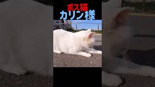 港のボス猫カリン様‼️待合室の係員さんに唸りパンチ #shorts