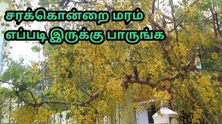 சரக்கொன்றை மரம்எப்படி இருக்கு பாருங்க | sarakondrai maram