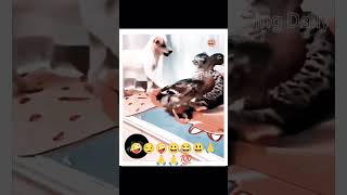 சிரிப்பு தான் வருது😹😾🐆🐕🐶🤣😂😁 #youtubeshorts #comedy #trending #funny #tamilmotive #comedymovies