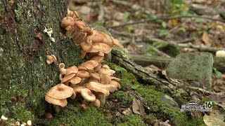 Mushroom Picking