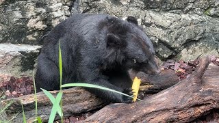 手で持って食べるツキノワグマ【‎2024年‎9月1日】【上野動物園】