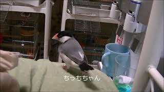 20210620、もっちくんチモ！、毎日更新、９羽ヒナ文鳥、ヒナ錦華鳥、文鳥、Java Sparrow、もっち、ここ、くりたん、ちむちむ、ぶんちょる、クリーム文鳥