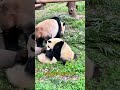 渝可这啃妹妹jiojio狂魔，从出生就已经开始咬妹妹脚了 大熊猫 panda