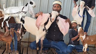 zalzala goat farm Hyderabadi goats quality female kids gulabi @sohailgoatfarm