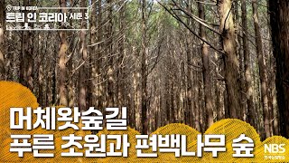 머체왓숲길 푸른 초원과 편백나무 숲  | 🗺️트립인코리아 시즌3 제주🍊