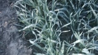 khet original video||खेत पे मौज 🌾 #live गेंहू के छोटे छोटे पौधे