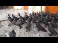 black english barb pigeons