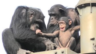 My funny uncle Decky!  by Ibuki  僕の面白いデッキー叔父さん❕イブキ　Chimpanzee  Tama Zoological Park