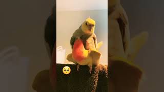 Cockatiel x Lovebird 🫠