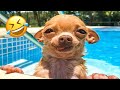 Funny Animal Videos 2024!😹 Funniest Cats and Dogs Videos😁