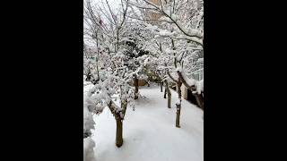 ซองบิน vs #หิมะตก #ซองบินเยรินลูกครึ่งไทยเกาหลี #heavysnow #snow #winter #ฤดูหนาว