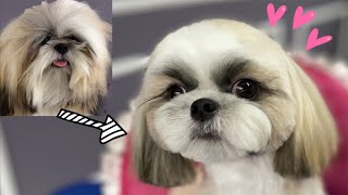 MY FIRST GROOMING! SHIH TZU PUPPY ☆ The cutest shih tzu in the world!