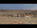 Helping Pronghorn Cross the Interstate 80 Wildlife Barrier in Wyoming