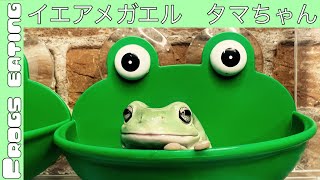 イエアメガエル三兄弟#イエアメガエル #カエル #エキゾチックアニマル #frogseating