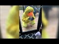 Cute alert: grandparents visit their granddaughter in duck costume