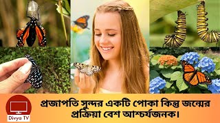 কিভাবে শুঁয়োপোকা থেকে প্রজাপতির জন্ম হয় দেখুন? Butterfly Transformation | Divya Tv |