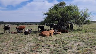 Early morning herd check - grass management.