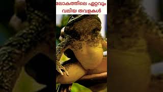 ലോകത്തിലെ ഏറ്റവും വലിയ തവളകൾ 😳😲😱  Worlds biggest frogs ever | Amazing facts malayalam