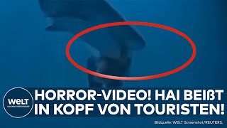 MALEDIVEN: Horror-Video zeigt Hai-Attacke! Hier beißt ein Hai in den Kopf eines Tauchers