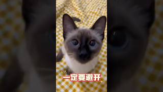 让猫咪短命的四个坏习惯，铲屎官须知。＃猫咪冷知识＃新手养猫＃养猫知识＃养猫日常＃养猫经验＃科学养猫＃养猫人＃养猫经验分享＃宠物＃萌宠＃猫咪＃cat＃宠物日常＃宠物知识＃分享养宠经验＃猫咪的迷惑行为