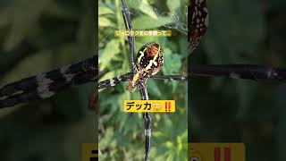 大きいジョロウグモの現れる季節をめぐって困惑気味に撮影する宇宙人、な件🕷️