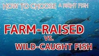 How to Choose a Right Fish: Farm-Raised or Wild Fish【Sushi Chef Eye View】