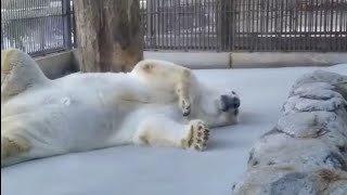 #しろくまピース　🌈仰向けでくつろぐピース　とべ動物園polarbear　2020年2月4日