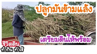 ปลูกมันข้ามแล้ง | แดงโปด ชีวิตดิน